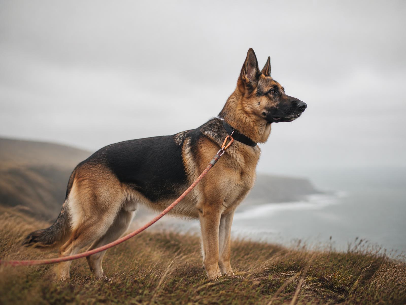 Large German Shepherd on a mountain ridge with a ROVR rope leash